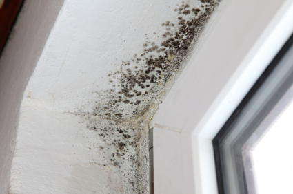 All about Mould in Rented Property.